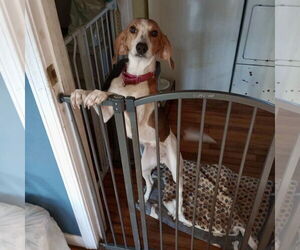 Treeing Walker Coonhound Dogs for adoption in Spring Lake, NC, USA