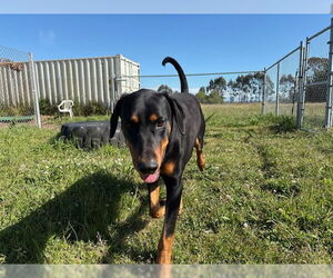 Doberman Pinscher Dogs for adoption in McKinleyville, CA, USA
