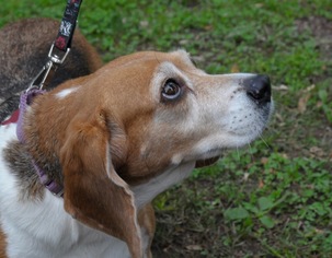 Medium Photo #1 Beagle Puppy For Sale in Birdsboro, PA, USA