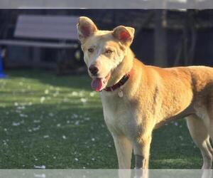 Siberian Husky Dogs for adoption in Redwood City, CA, USA