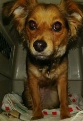 Papshund Dogs for adoption in Pena Blanca, NM, USA