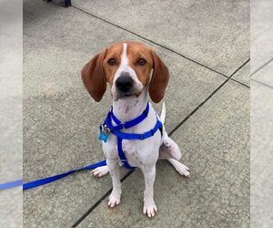 Treeing Walker Coonhound-Unknown Mix Dogs for adoption in Boston, MA, USA