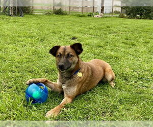 Mutt Dogs for adoption in McKinleyville, CA, USA