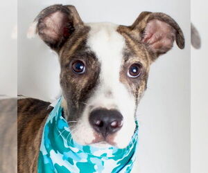 Mutt Dogs for adoption in Jefferson, WI, USA