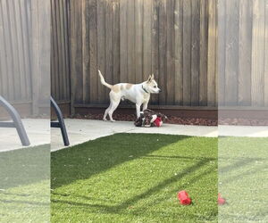 Carolina Dog-Unknown Mix Dogs for adoption in Morgan Hill, CA, USA