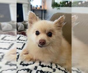 Pomeranian Dogs for adoption in Bakersfield, CA, USA
