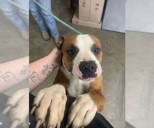 Bullboxer Pit Dogs for adoption in Fairfield, IL, USA