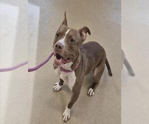 Mutt Dogs for adoption in Decatur, IL, USA