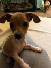 Chihuahua Dogs for adoption in Coldwater, MI, USA