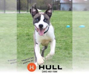 American Pit Bull Terrier-Siberian Husky Mix Dogs for adoption in Fort Wayne, IN, USA