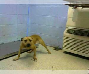Medium Photo #1 Staffordshire Bull Terrier Puppy For Sale in Atlanta, GA, USA