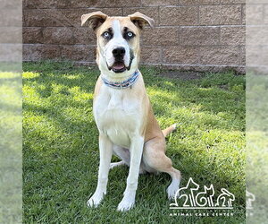 Labrador Retriever Dogs for adoption in Irvine, CA, USA