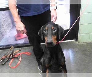 Doberman Pinscher Dogs for adoption in Tulsa, OK, USA