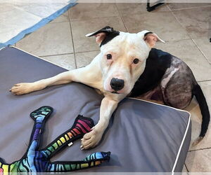American Pit Bull Terrier-Unknown Mix Dogs for adoption in Millersville, MD, USA