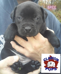 Boxador Dogs for adoption in Strattanville, PA, USA