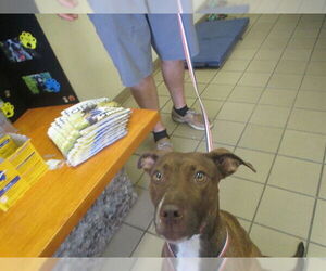 American Staffordshire Terrier-Unknown Mix Dogs for adoption in Ocala, FL, USA
