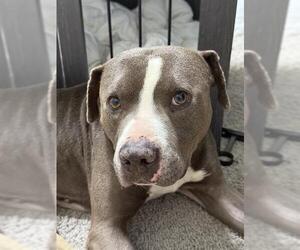 American Staffordshire Terrier-Unknown Mix Dogs for adoption in San Antonio, TX, USA