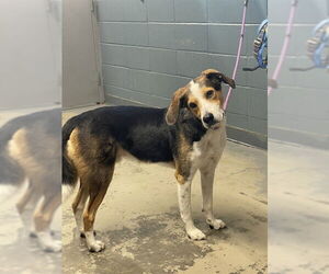 English Foxhound Dogs for adoption in Tallahassee, FL, USA