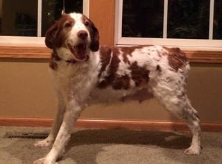 Brittany Dogs for adoption in Princeton, MN, USA
