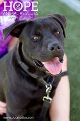 American Bulldog Dogs for adoption in Alton, IL, USA