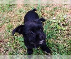ShiChi Dogs for adoption in Cranston, RI, USA