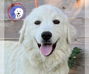 Great Pyrenees Dogs for adoption in Spring, TX, USA