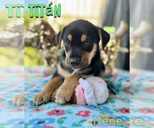 Labrador Retriever-Unknown Mix Dogs for adoption in Jefferson, NJ, USA