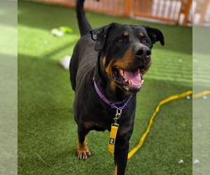 Medium Photo #1 Rottweiler-Unknown Mix Puppy For Sale in Las Vegas, NV, USA