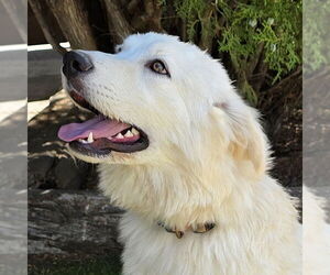 Golden Pyrenees Dogs for adoption in Albuquerque, NM, USA