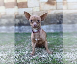 Chihuahua-Unknown Mix Dogs for adoption in PIPE CREEK, TX, USA
