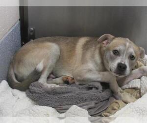 Beagle-Siberian Husky Mix Dogs for adoption in Orange, CA, USA