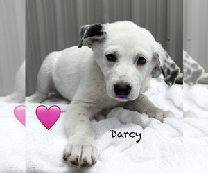 Great Pyrenees-Unknown Mix Dogs for adoption in Brewster, NY, USA