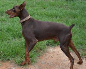 Doberman Pinscher Dogs for adoption in Cochran, GA, USA