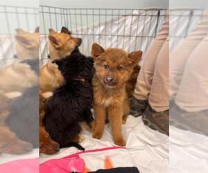 German Shepherd Dog-Unknown Mix Dogs for adoption in Brewster, MA, USA