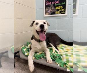 Siberian Husky-Unknown Mix Dogs for adoption in Brighton, CO, USA