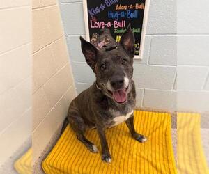 German Shepherd Dog-Unknown Mix Dogs for adoption in Brighton, CO, USA