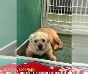 Norwich Terrier-Unknown Mix Dogs for adoption in West Palm Beach, FL, USA