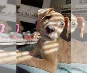Mutt Dogs for adoption in Shreveport, LA, USA