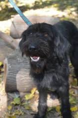 Labradoodle Dogs for adoption in Vacaville, CA, USA