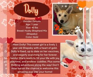 Huskies -Unknown Mix Dogs for adoption in Rancho Cordova, CA, USA