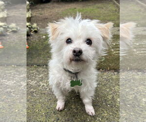 Maltipoo (Toy) Dogs for adoption in Milwaukie, OR, USA