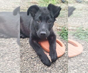 Mutt Dogs for adoption in Aurora, IN, USA