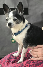 Chihuahua Dogs for adoption in Nashville, TN, USA