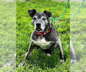 American Pit Bull Terrier-Labrador Retriever Mix Dogs for adoption in Derwood, MD, USA