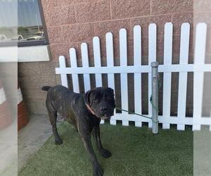 Mastiff Dogs for adoption in Modesto, CA, USA