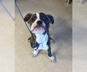 Boxer Dogs for adoption in Oak Bluffs, MA, USA