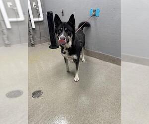 German Shepherd Dog-Unknown Mix Dogs for adoption in Las Vegas, NV, USA