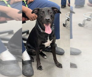 Labrador Retriever Dogs for adoption in Forestville, MD, USA