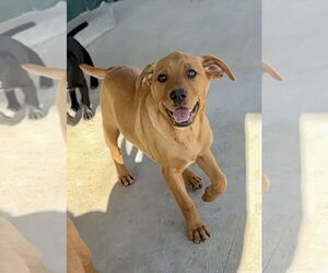 Bo-Dach Dogs for adoption in Green Forest, AR, USA