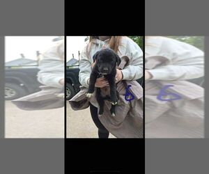 American Pit Bull Terrier-Labrador Retriever Mix Dogs for adoption in Calgary, Alberta, Canada